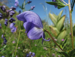 Aconitum nasutum