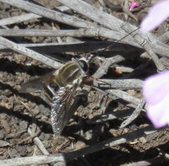 Philoliche rostrata