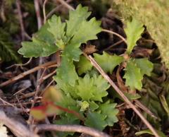 Osmitopsis dentata