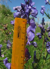 Aconitum nasutum