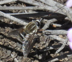 Philoliche rostrata
