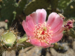 Opuntia pilifera