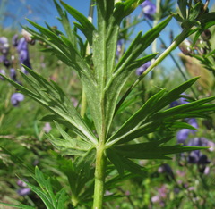 Aconitum nasutum