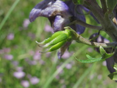 Aconitum nasutum