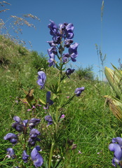 Aconitum nasutum