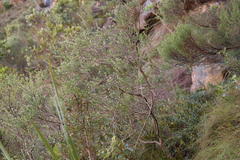 Phylica callosa