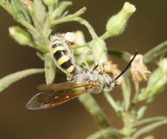 Radumeris tasmaniensis