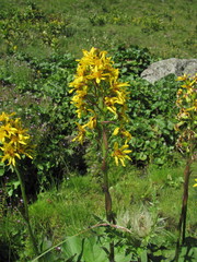 Ligularia subsagittata