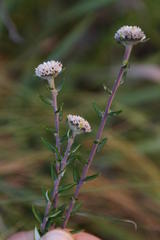 Phylica callosa
