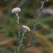 Phylica callosa - Photo (c) Nick Helme, algunos derechos reservados (CC BY-SA), uploaded by Nick Helme