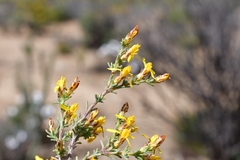 Oedera oppositifolia