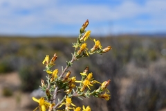 Oedera oppositifolia
