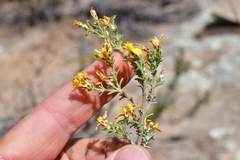 Oedera oppositifolia