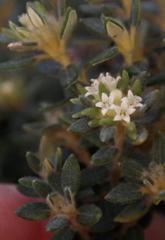Phylica dioica