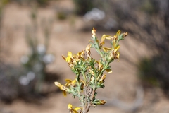 Oedera oppositifolia
