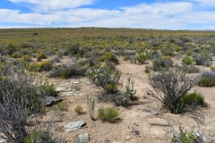 Oedera oppositifolia