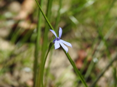 Lobelia quadrangularis