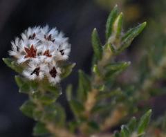 Phylica strigosa strigosa