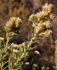 Phylica strigosa strigosa