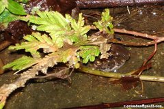 Limnonectes macrognathus