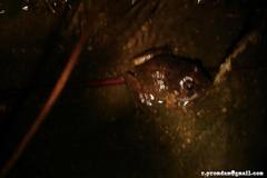 Limnonectes macrognathus