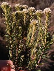 Phylica strigosa strigosa