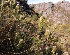 Phylica strigosa strigosa