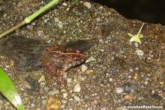 Limnonectes macrognathus