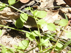 Lobelia quadrangularis