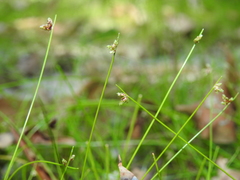 Isolepis inundata