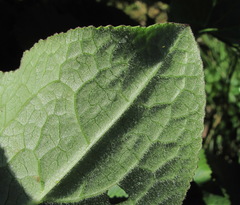 Ligularia subsagittata