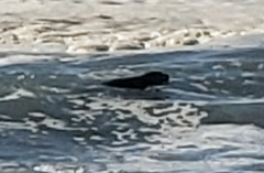 Phoca vitulina richardii