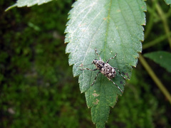 Litocerus