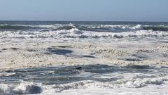 Phoca vitulina richardii