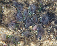 Zoantharia
