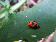 Harmonia dimidiata