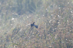 Ixobrychus minutus payesii