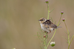 Cisticola cinnamomeus