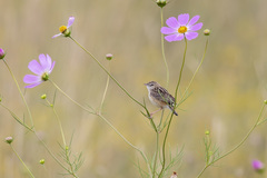 Cisticola juncidis terrestris