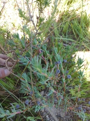 Lampranthus emarginatus