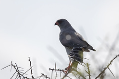 Micronisus gabar gabar