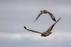 Eupodotis caerulescens
