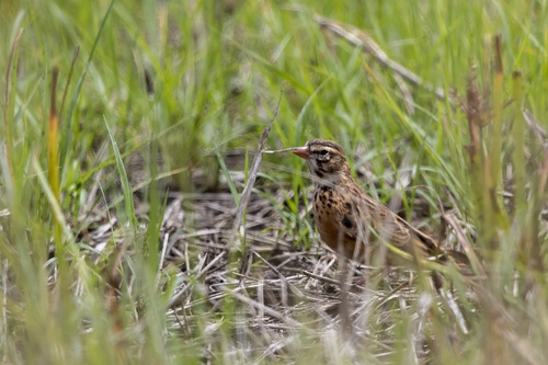 Eastern Pink-billed Lark (Subspecies Spizocorys conirostris conirostris ...