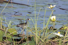 Paragallinula angulata