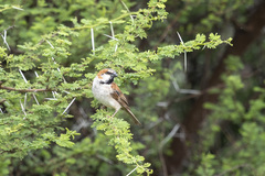 Passer motitensis