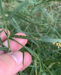 Coleosporium delicatulum
