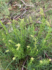 Stackhousia viminea
