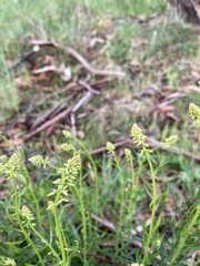 Stackhousia viminea