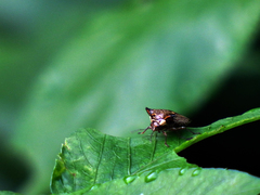 Alcimocoris japonensis