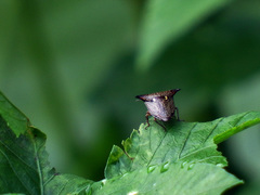 Alcimocoris japonensis